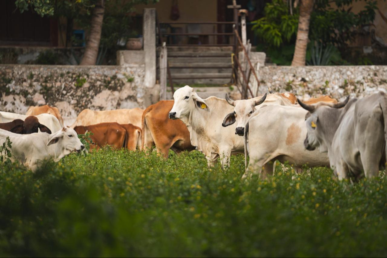 Con este informe suman 91 localidades con presencia de la plaga