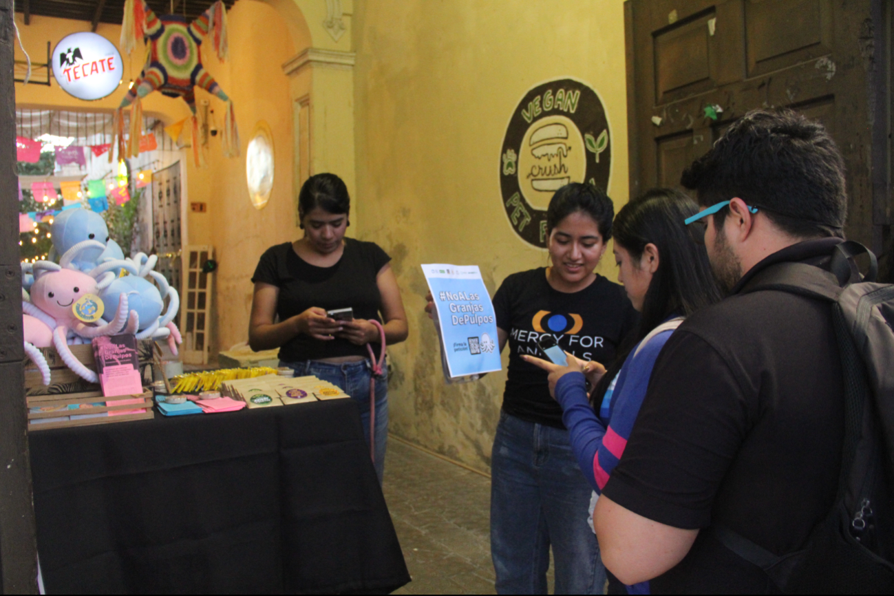 Organizaciones a favor de los animales recolectan firmas para cancelar el proyecto en Sisal