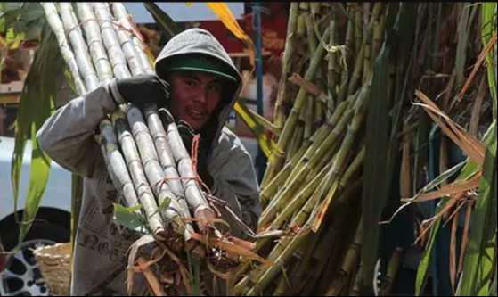 Cañeros concluyen zafra con adeudos millonarios en Campeche