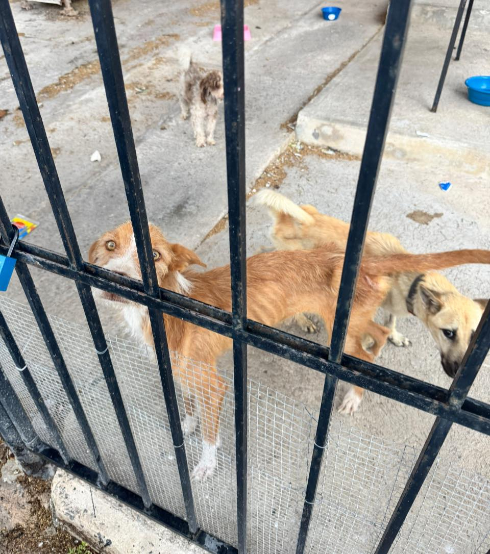 Fiscalía encontró varios perros en condiciones de delgadez.