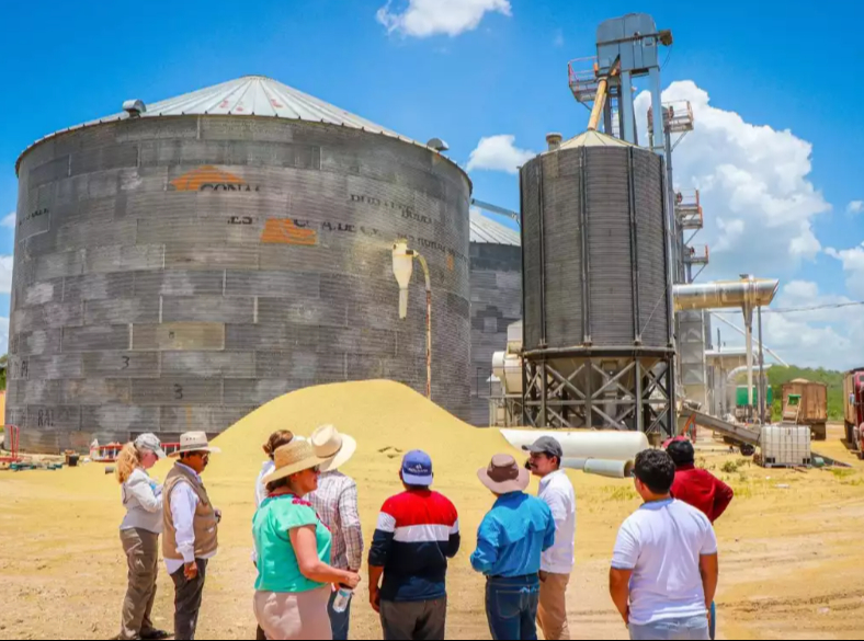 Importación de maíz forrajero afecta a productores locales