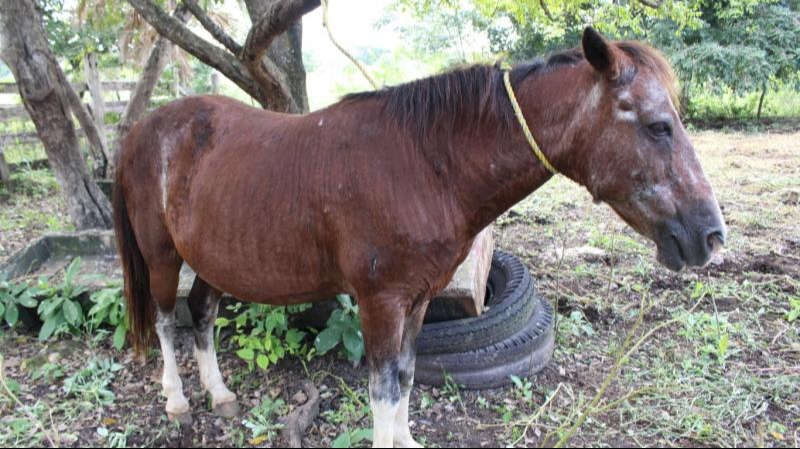 Refuerzan vigilancia y curaciones gratuitas contra gusano barrenador en Yucatán