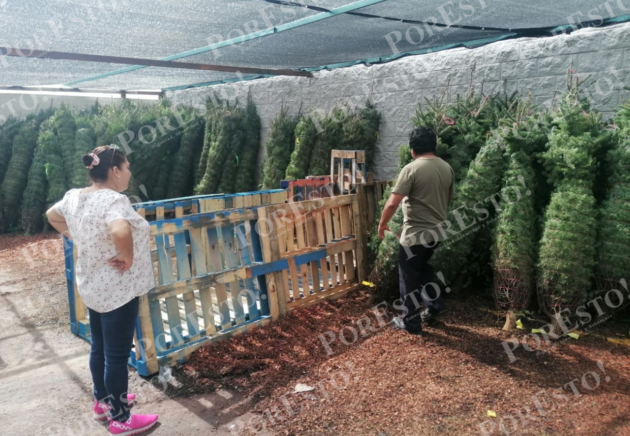 Debido a los precios, algunas han optado por usar su árbol navideño del año pasado o incluso usar material reciclado