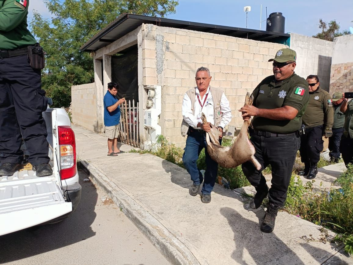 El venado atrapado en Kanasín será entregado a la Profepa