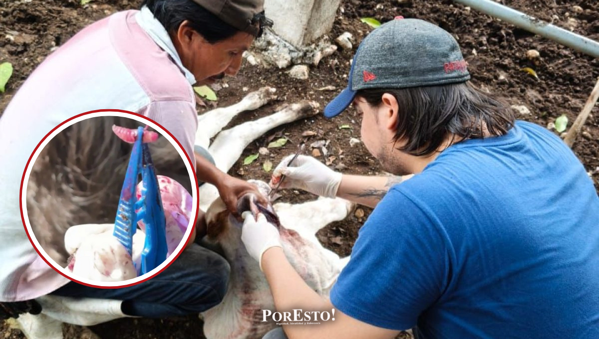 La enfermedad tiene un gran impacto en las actividades y labores de tipo agropecuario