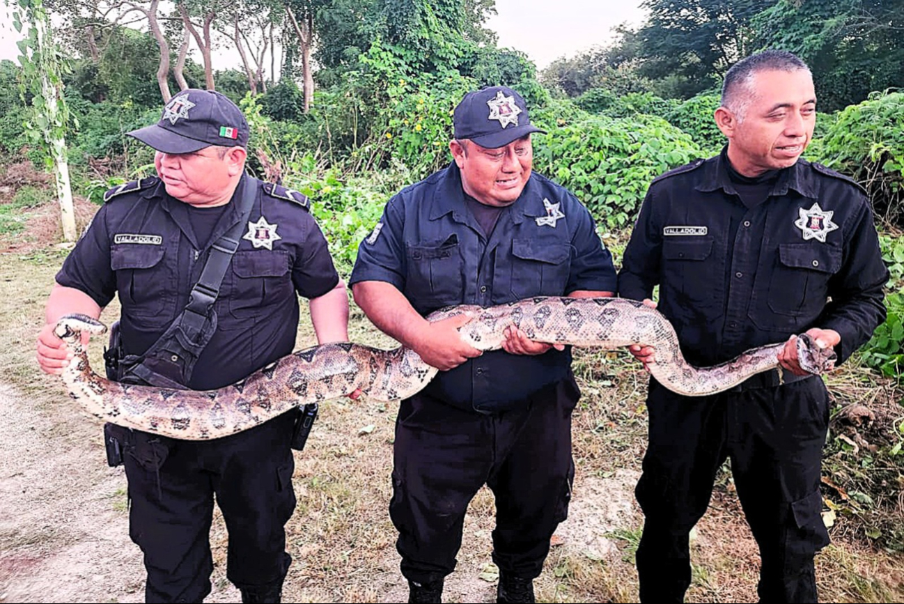 Policías de Valladolid capturaron la boa constrictor