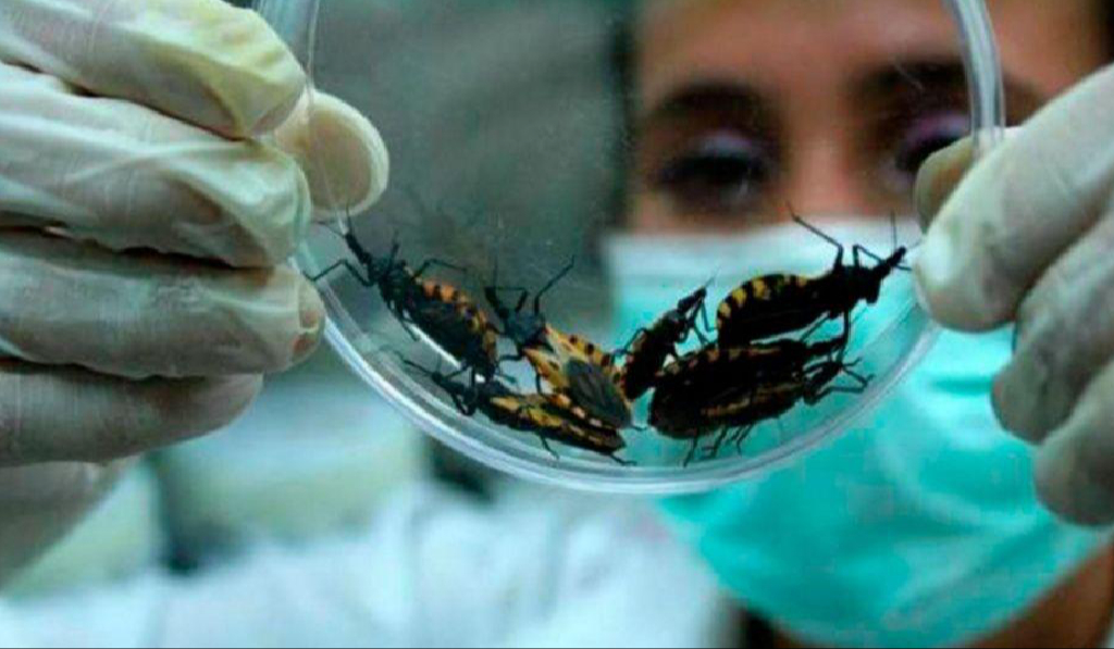 Avanza el mal de Chagas en Quintana Roo
