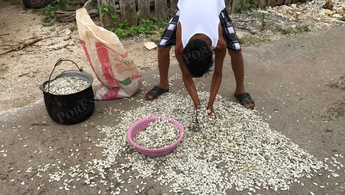 El precio de la chigua cayó de 33 a 23 pesos por kilo, afectando a productores de Iturbide, mientras los coyotes resultan los más beneficiados.