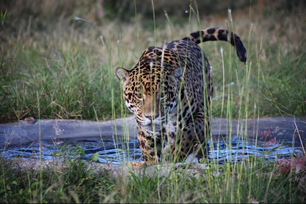 Investigadores advierten que los jaguares de Los Petenes deben conectarse hacia el norte, rumbo a Ría Lagartos o Celestún, para evitar que lleguen a la zona urbana de Campeche.