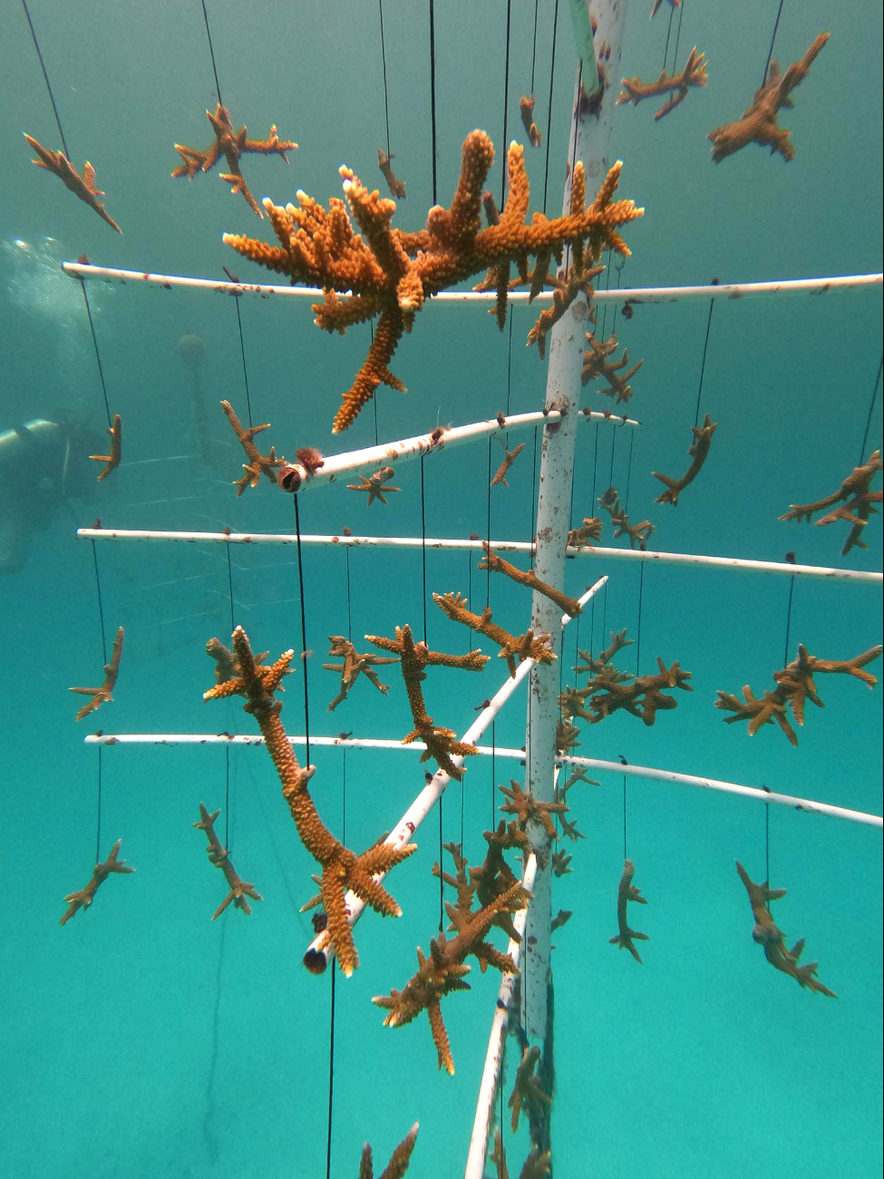 Más del 80% del coral del Caribe Mexicano está perdido; contaminación terrestre, principal causa
