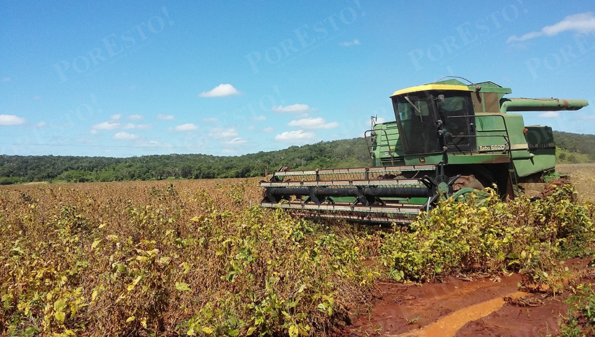 Aún faltan 22 hectáreas por cosechar en el ejido.