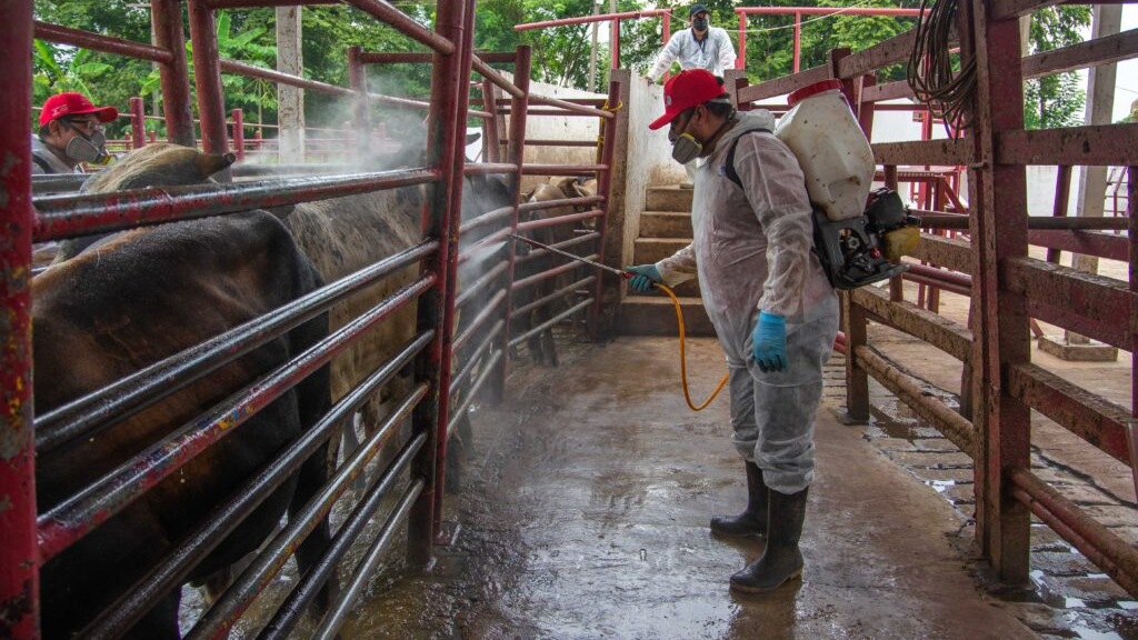 En la última semana se detectaron 57 nuevos casos de la miasis