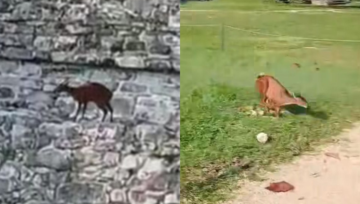 Venado intenta subir al Templo de las Inscripciones en Palenque, Chiapas: ¿Suceso natural o presagio?