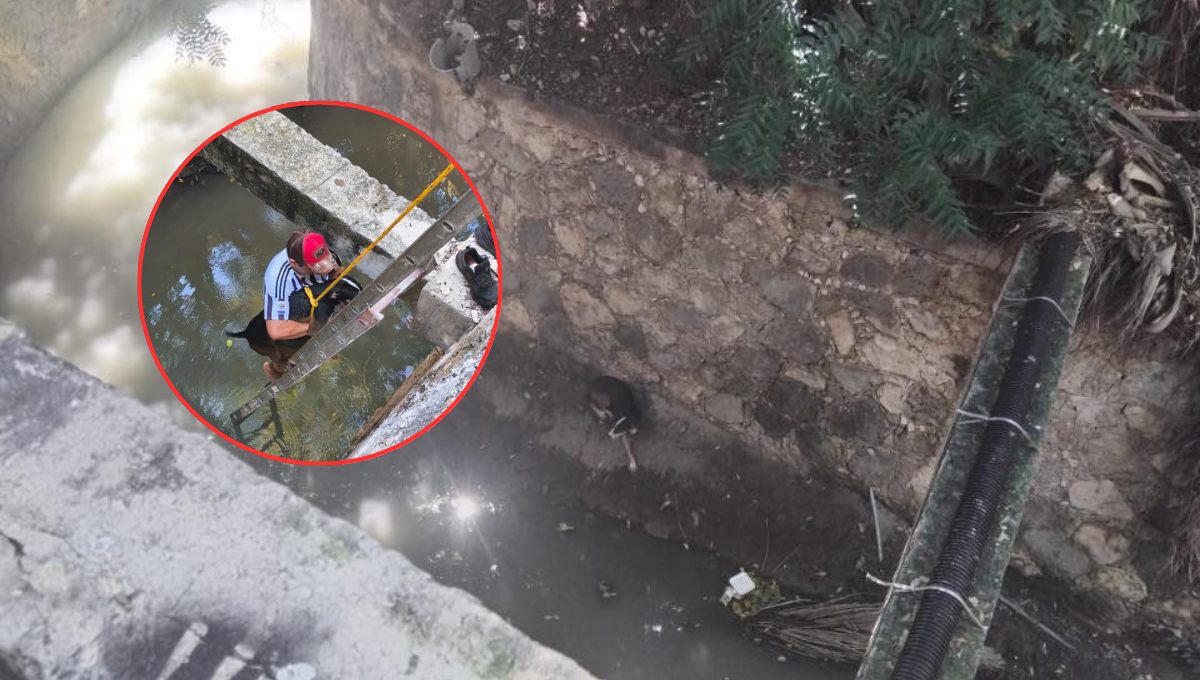 Emotivo rescate en Campeche: “Mufasa” sobrevive a caída en una zanja