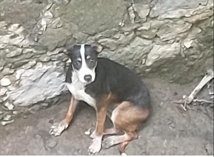 La dueña fue localizada y se reencontró con la mascota sana y salva.