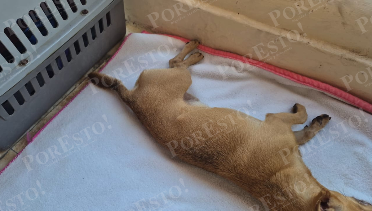 La jornada se lleva a cabo en el Teatro de la Ciudad “Virgilio Barrera Vega”, de 8:00 a 14:00 horas.