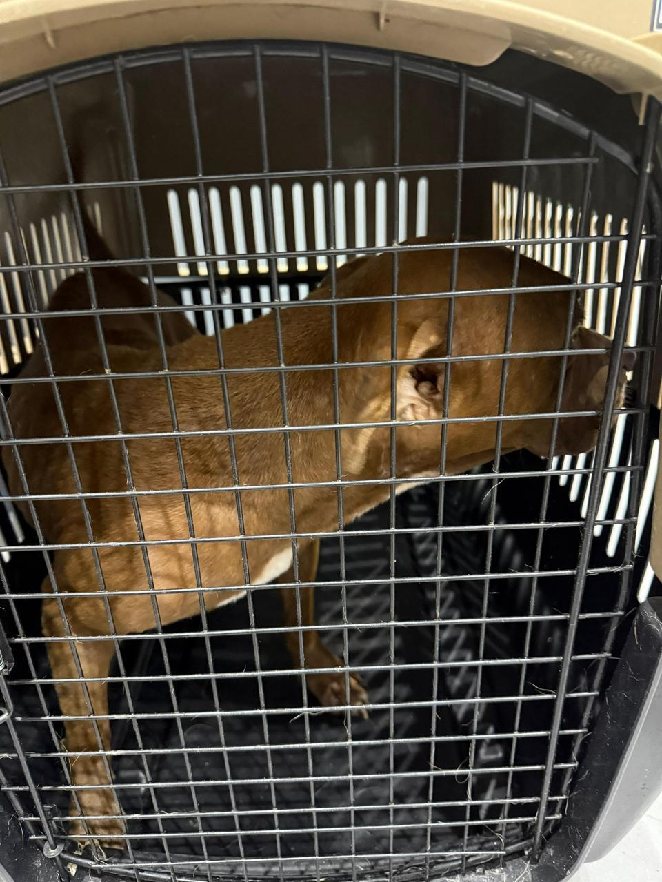 La perrita fue resguardada por las autoridades