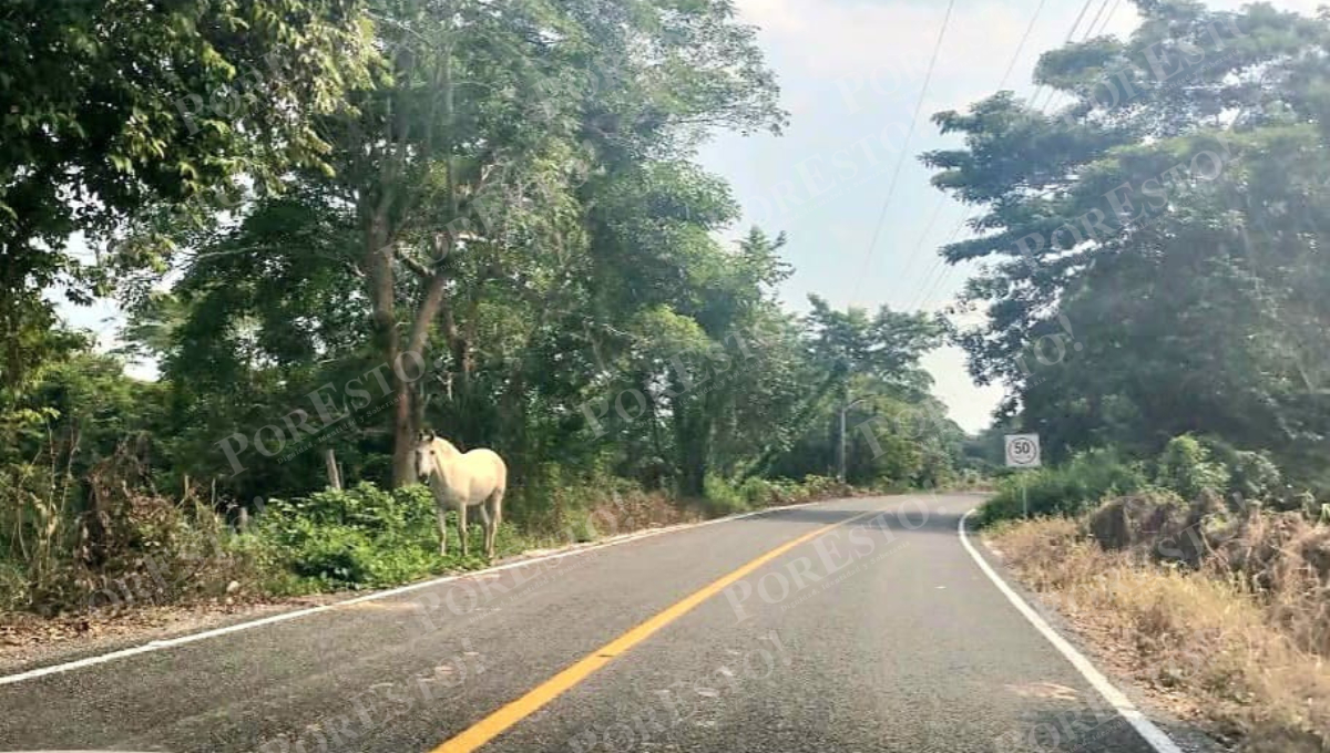Seguridad en pausa: animales cruzan carretera y preocupan a automovilistas