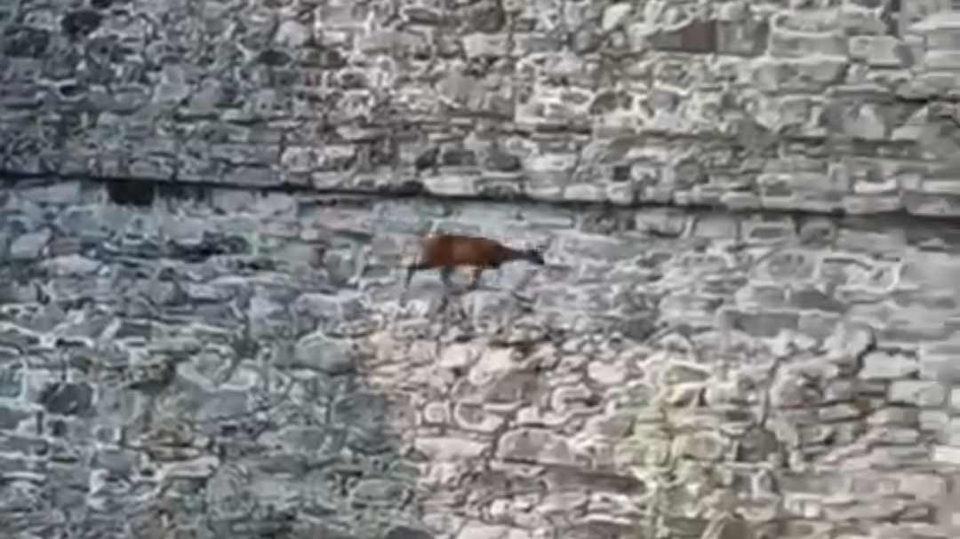 Un venado fue captado intentando subir al Templo de las Inscripciones en la zona arqueológica de Palenque, Chiapas