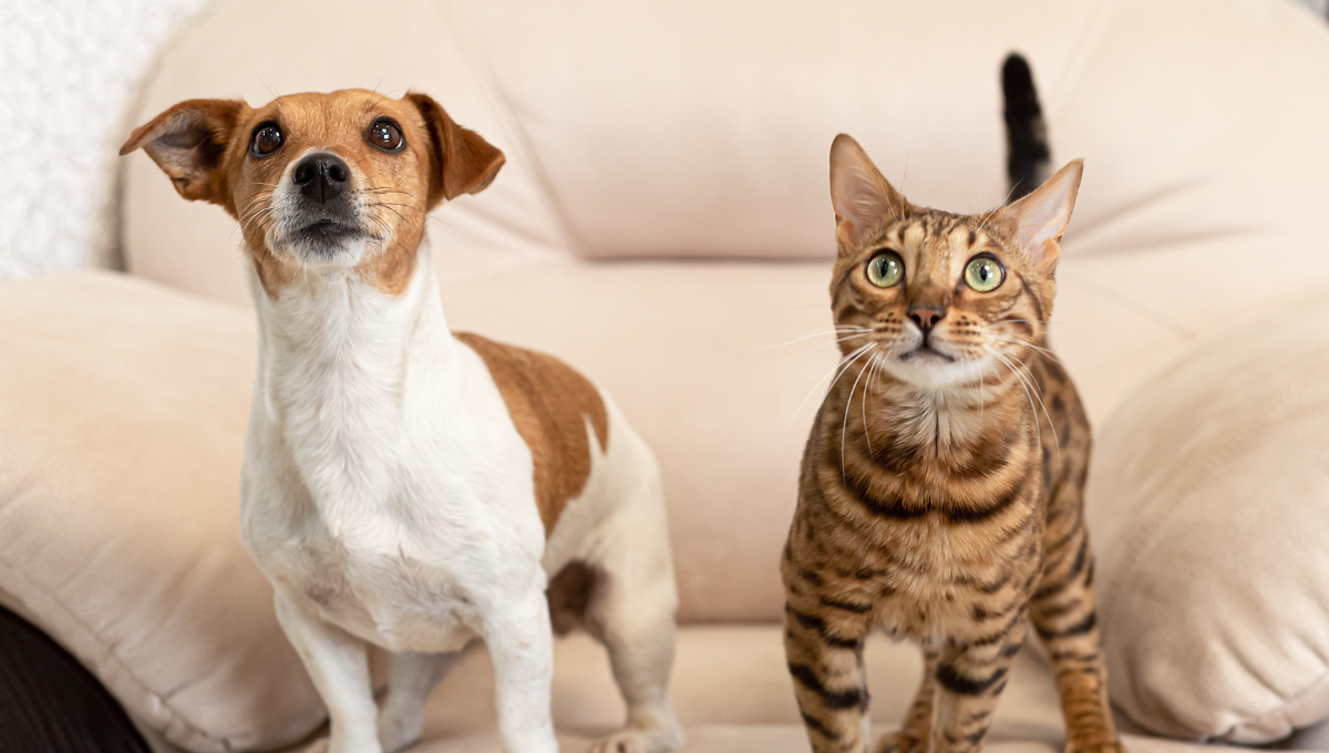 El DIF Estatal Campeche realizará la Primera Feria de la Mascota 2025 el 15 de noviembre en el Domo del Jaguar.