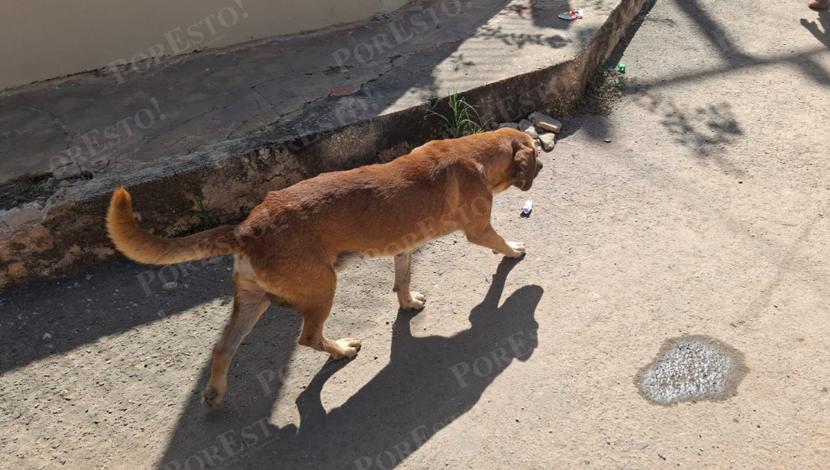 Ganaderos alertan sobre expansión del gusano barrenador en animales domésticos