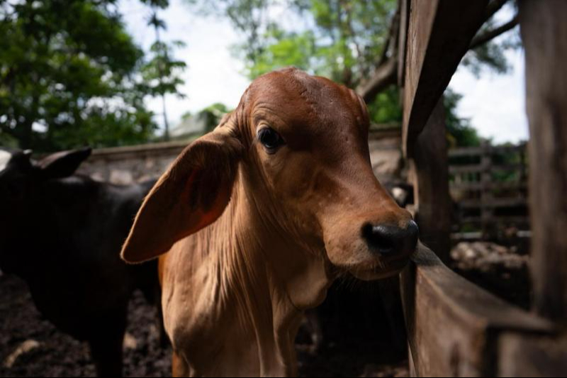 Trabajo conjunto protege la sanidad ganadera en Yucatán