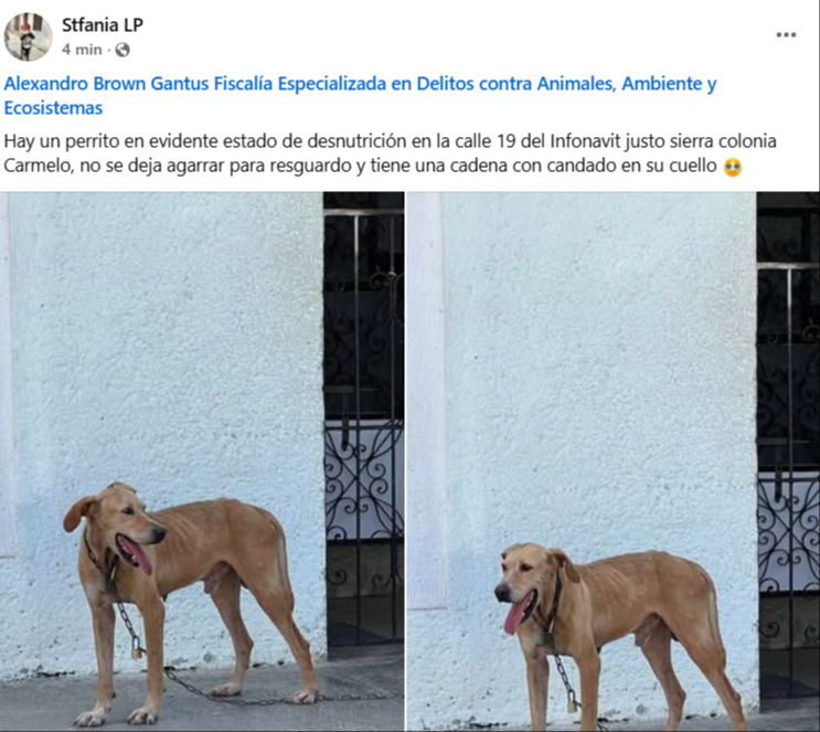 Ciudadanos solicitan que el animal sea rescatado, atendido y resguardado en un sitio seguro