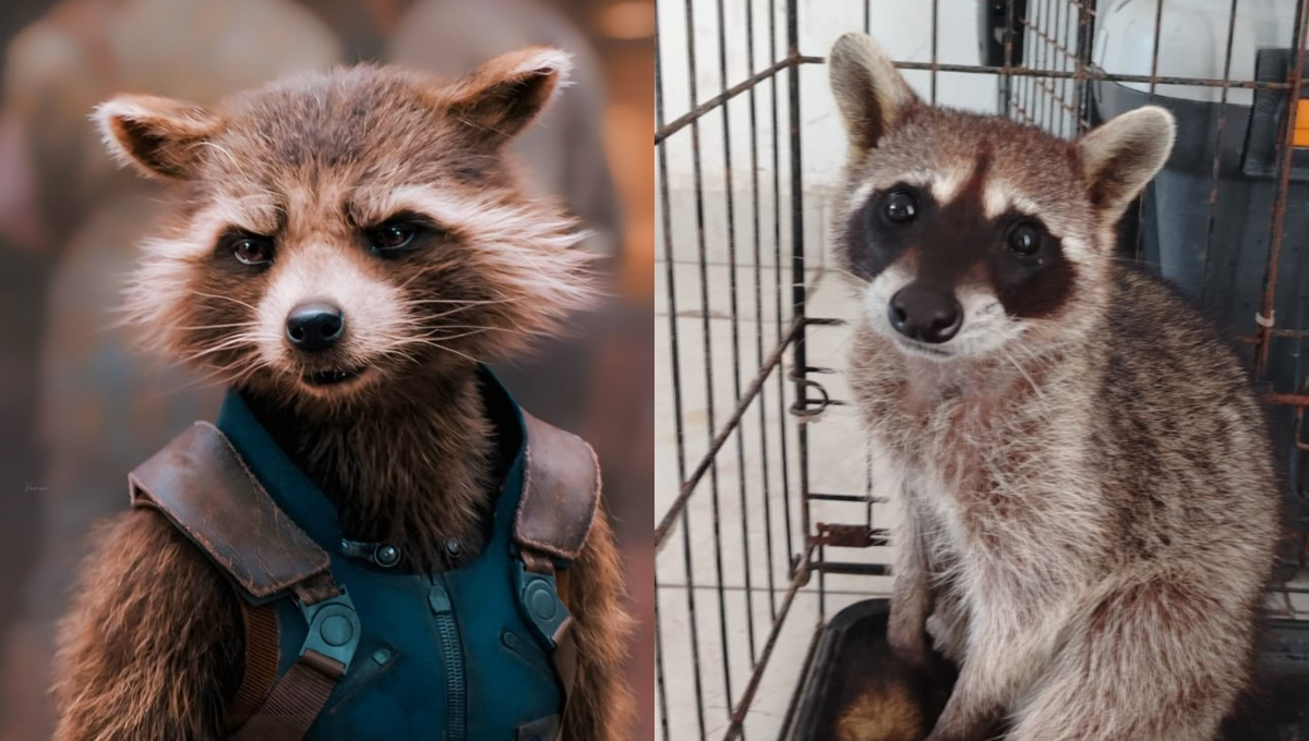 Rocket yucateco: Rescatan a un mapache dentro de una casa en Kanasín