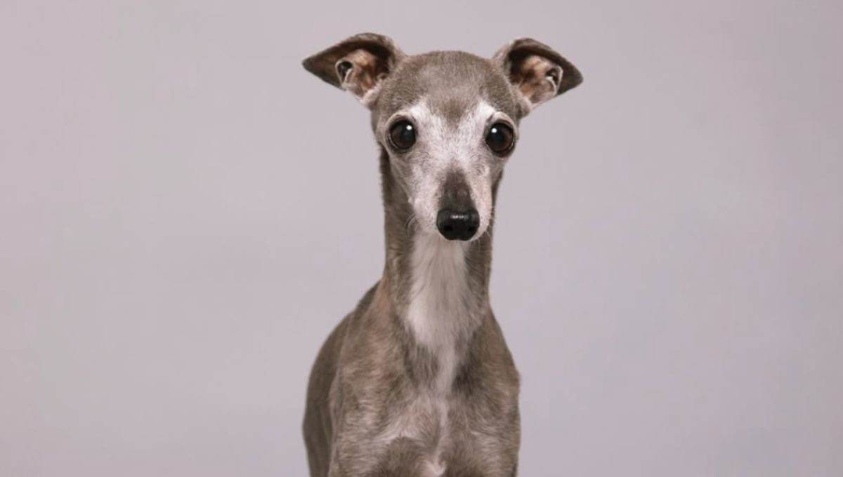 Murió “Tika the Iggy”, la perrita que enamoró a las marcas y a los usuarios de redes sociales