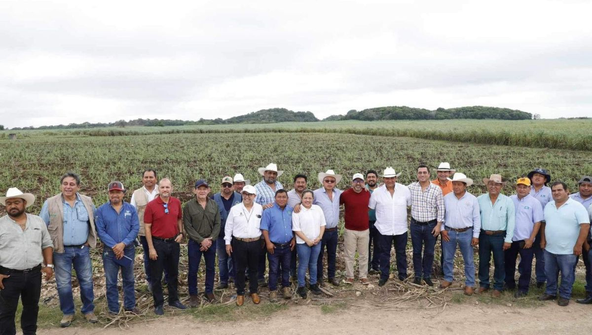 Sector cañero de Quintana Roo aún no se recupera de la crisis de la zafra 2024-2025; buscan apoyo del gobierno para iniciar nueva zafra
