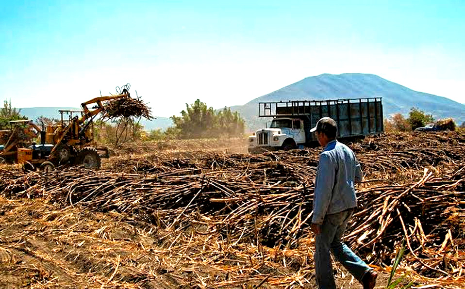 Cerca del 90% de los cañeros del sur de Quintana Roo enfrenta números rojos rumbo a la zafra 2025–2026.