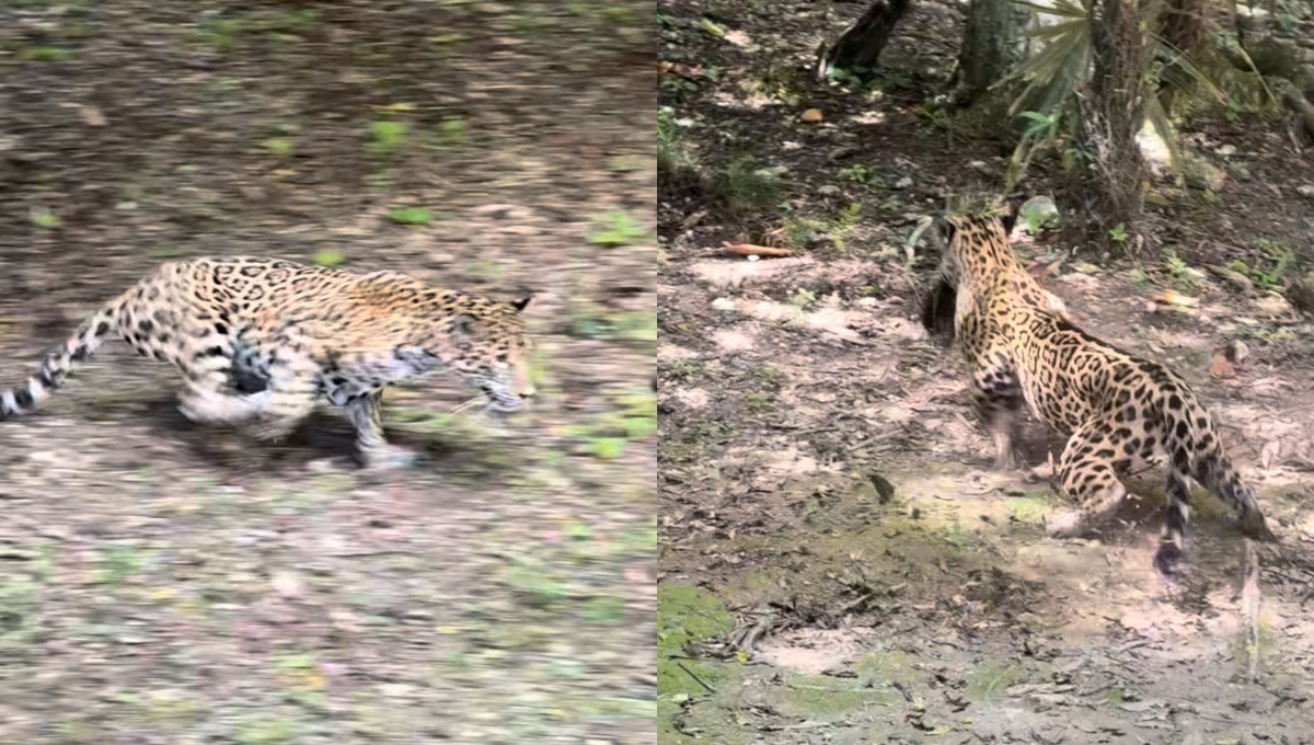 El jaguar cuenta con la mordida más fuerte de entre todos los felinos del planeta