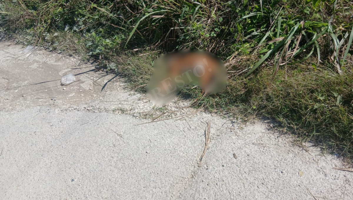 Los colonos piden sancionar a los dueños de los predios y limpiar los terrenos.