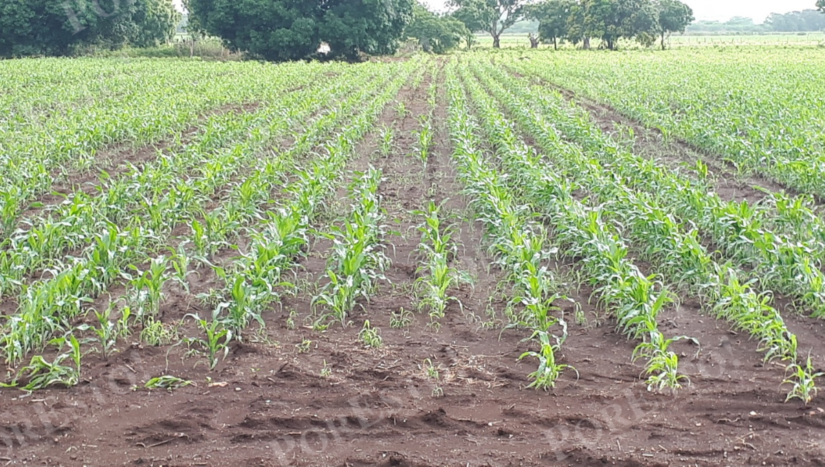 Tras la trilla, los agricultores sembraron sorgo en unas 24 hectáreas, con costos de apenas 2,500 a 3,000 pesos por hectárea.