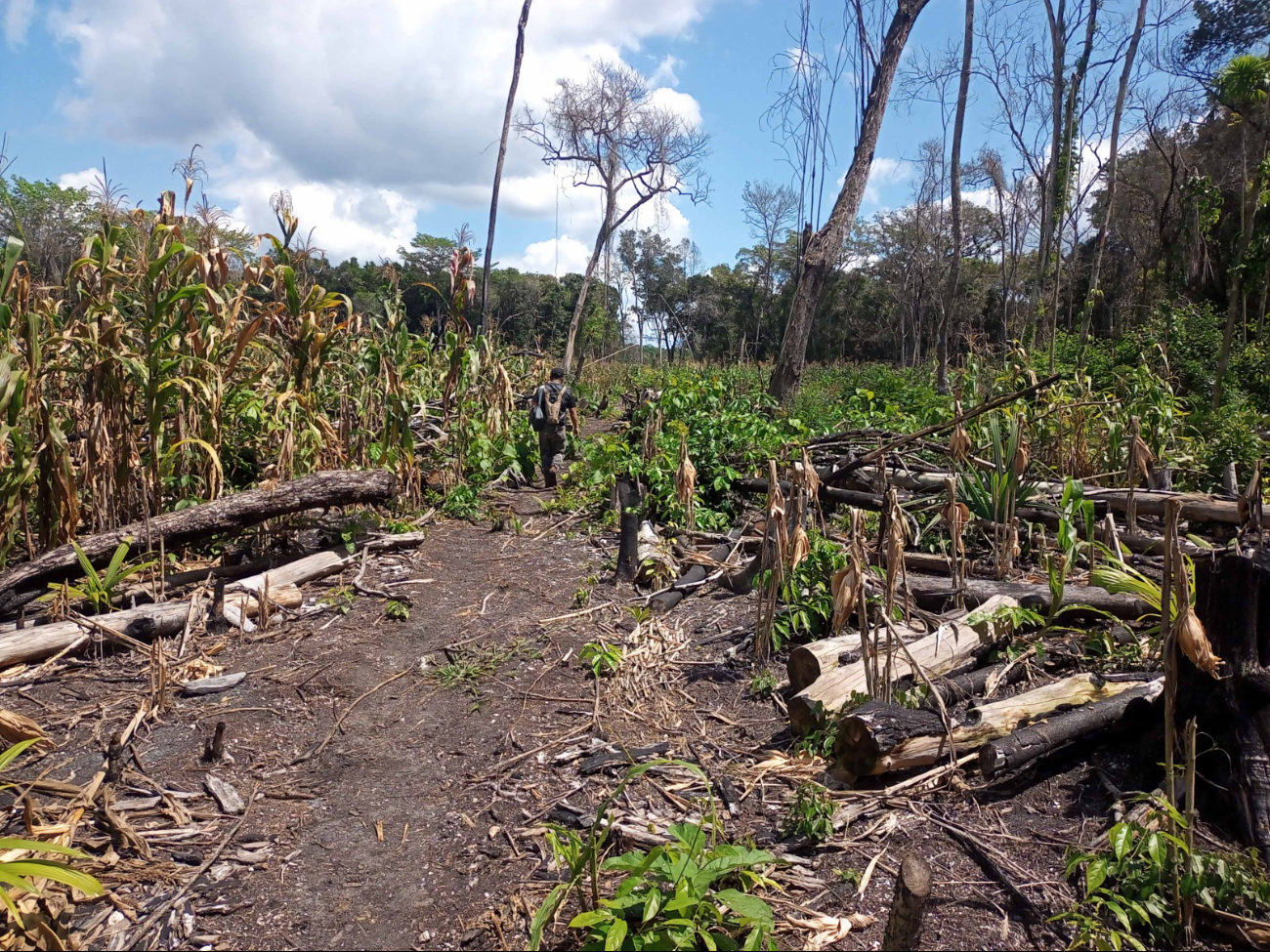 Las irregularidades fueron detectadas en un mega operativo forestal nacional.