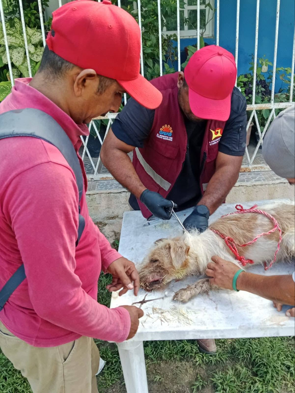 Auxilian a cinco perros lastimados en Huay Pix