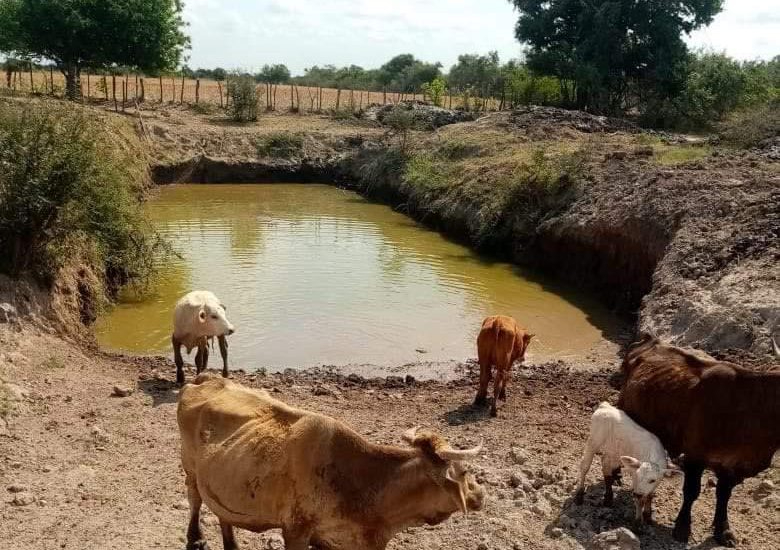 Ganaderos denuncian que Conagua no autorizó ninguna de las 15 solicitudes hechas por productores de la zona.