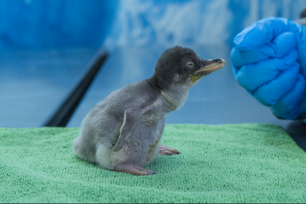 Los pequeños pingüinos