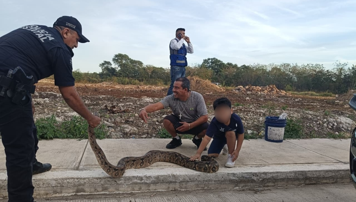 Las boas son parte de las especies protegidas en México