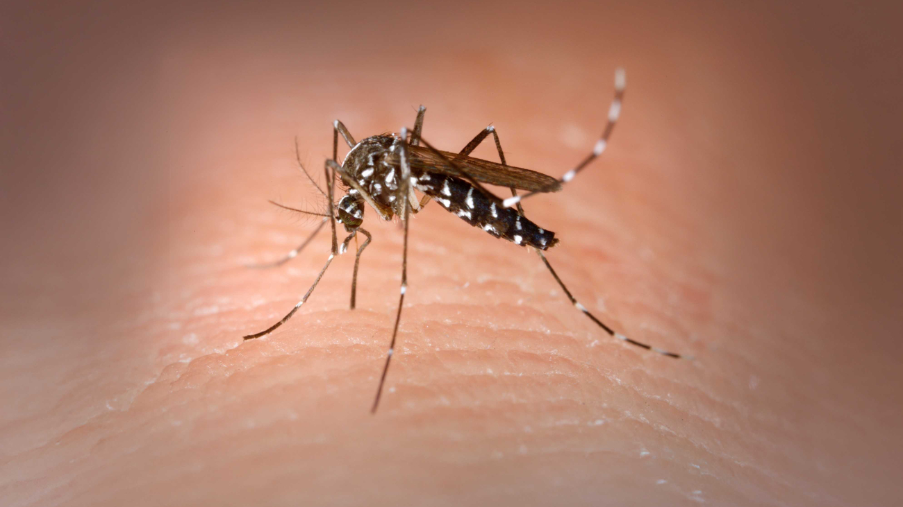 La chikungunya puede dejar secuelas por meses; por eso  es fundamental atenderse a tiempo  y no automedicarse