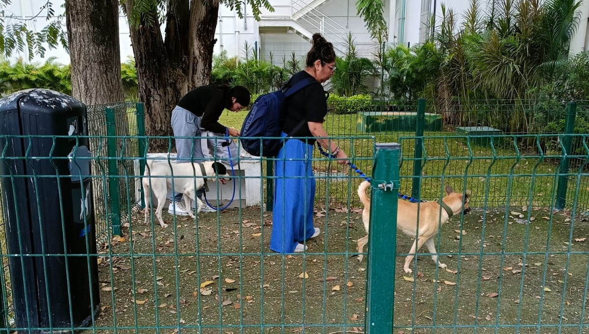 En dicho sitio las mascotas, principalmente perros, pueden relajarse