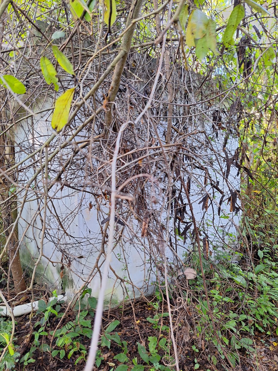 En la zona donde se encontraba esos invernaderos se encuentra ya desmontado