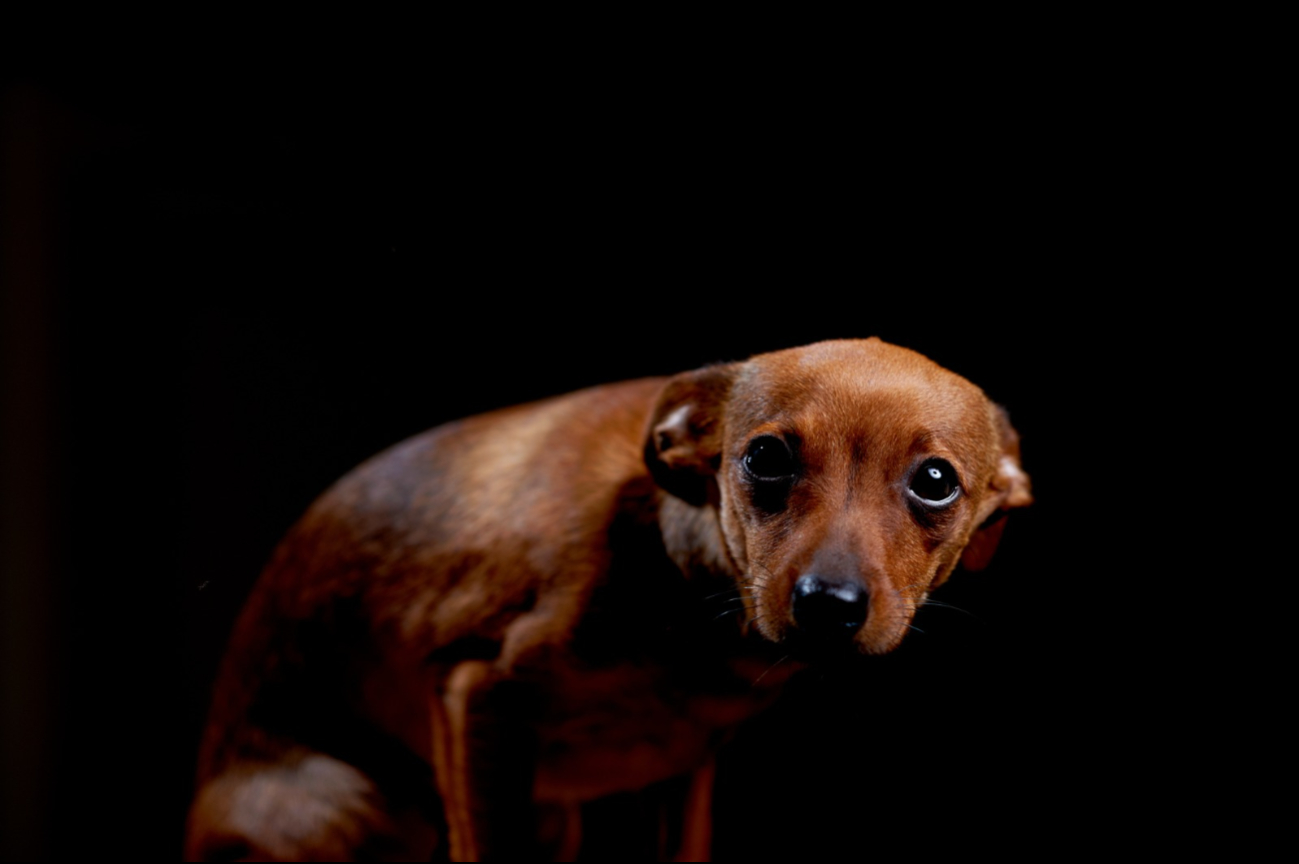 FAMILIAS CHETUMALENSES REPRUEBAN USO DE PIROTECNIA POR AFECTACIONES A SUS MASCOTAS