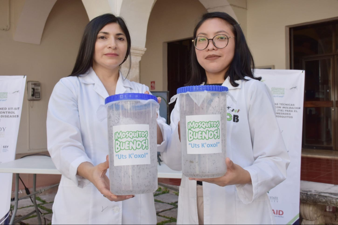 La liberación de insectos con la bacteria Wolbachia reduce hasta un 70% los casos de dengue