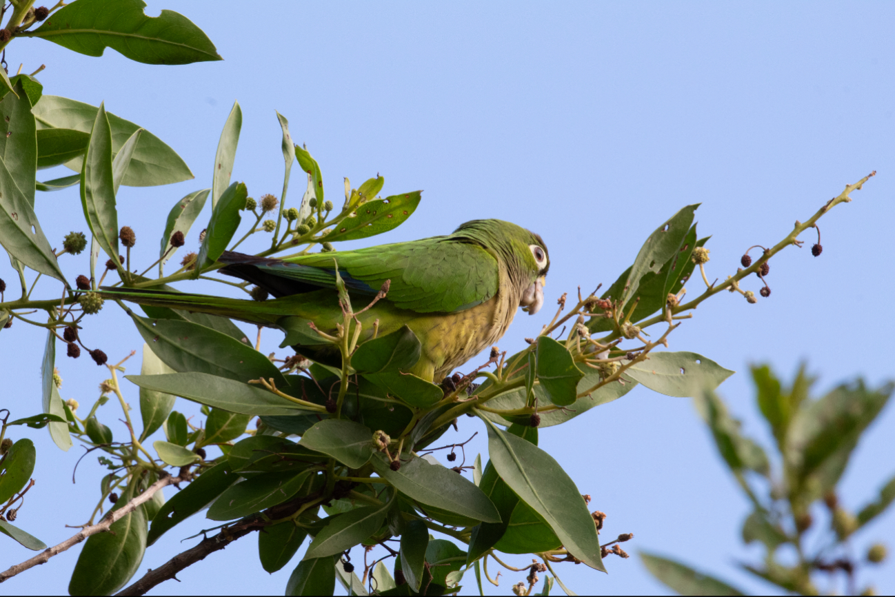 Es un ave altamente social que vive en parvadas ruidosas.