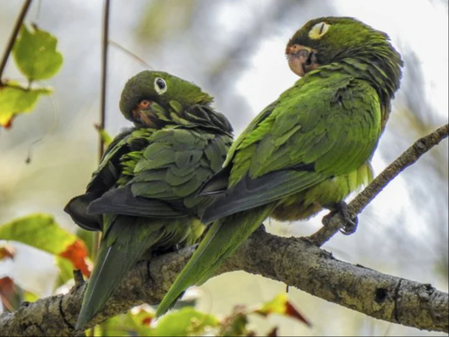 Forma parejas monógamas de por vida.