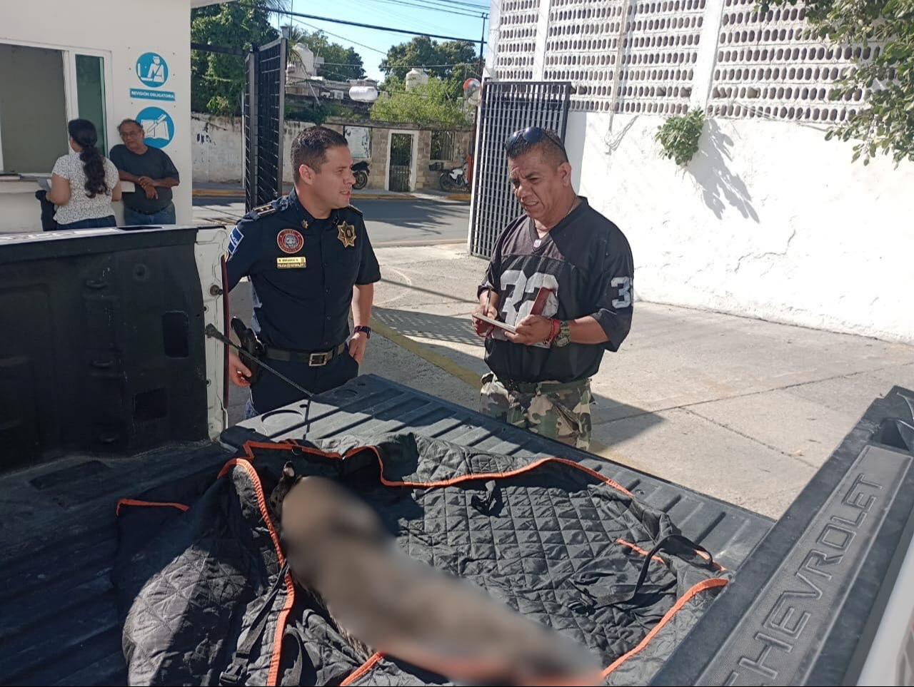 La Profepa ordenó el traslado del ejemplar para realizar el seguimiento e investigaciones correspondientes.