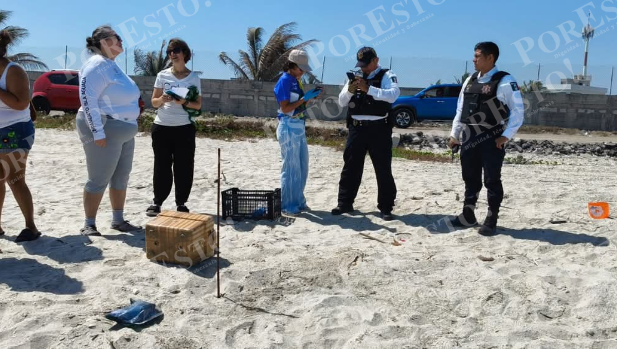 Operan siete campamentos tortugueros desde Isla del Carmen hasta Sabancuy, con casi 40 años de trabajo continuo.