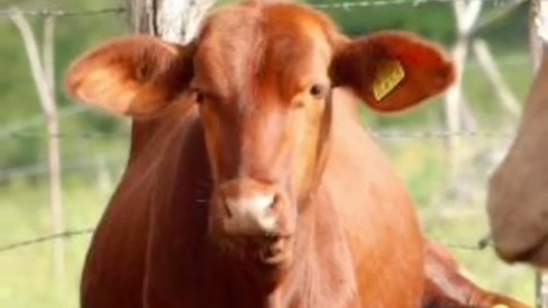 Anuncian el Plan piloto para la supresión del gusano barrenador en Yucatán