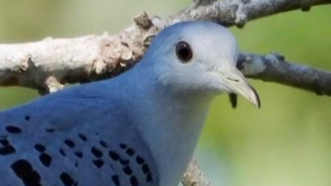 Captan a especie de ave azul poco conocida en Yucatán